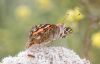 Painted Lady at Gunners Park (Andrew Armstrong) (51363 bytes)