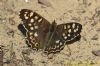 Speckled Wood at Canvey Wick (Richard Howard) (101073 bytes)