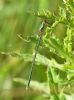 Willow Emerald Damselfly at Bowers Marsh (RSPB) (Graham Oakes) (62125 bytes)