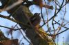 Hawfinch at Pound Wood (Richard Howard) (69264 bytes)