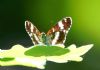 White Admiral at Belfairs Great Wood (Vince Kinsler) (40721 bytes)