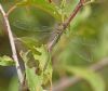 Willow Emerald Damselfly at Bowers Marsh (RSPB) (Graham Oakes) (73250 bytes)