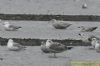 Glaucous Gull at Bowers Marsh (RSPB) (Richard Howard) (72806 bytes)