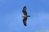 Osprey at Two Tree Island (West) (Richard Howard) (43599 bytes)