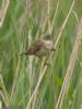Marsh Warbler at Benfleet Downs (Jeff Delve) (69460 bytes)