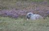 Common Seal at River Roach (Graham Mee) (72587 bytes)