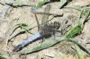 Black-tailed Skimmer at Benfleet Downs (Richard Howard) (167315 bytes)