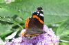 Red Admiral at Two Tree Island (West) (Richard Howard) (107431 bytes)