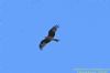Red Kite at Benfleet Downs (Richard Howard) (44172 bytes)