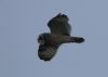 Short-eared Owl at Wallasea Island (RSPB) (Jeff Delve) (17353 bytes)