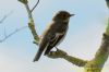 Pied Flycatcher at Gunners Park (Richard Howard) (36539 bytes)