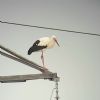 White Stork at Bowers Marsh (RSPB) (Paul Baker) (37643 bytes)