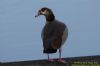 Egyptian Goose at Shoeburyness Park (Richard Howard) (59151 bytes)