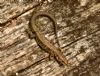Common Lizard at Bowers Marsh (RSPB) (Graham Oakes) (142731 bytes)
