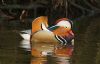 Mandarin Duck at Friars Park (Steve Arlow) (159036 bytes)