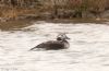 Long-tailed Duck at Wallasea Island (RSPB) (Jeff Delve) (55735 bytes) Long-tailed Duck at Wallasea Island (RSPB) (Jeff Delve) (55735 bytes)
