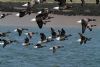 Dark-bellied Brent Goose at Wallasea Island (RSPB) (Vince Kinsler) (73580 bytes)