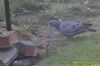 Stock Dove at Benfleet (Richard Howard) (89470 bytes)