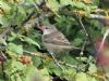 Barred Warbler at Gunners Park (Mike Clarke) (87705 bytes)