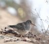 Purple Sandpiper at Gunners Park (Andrew Armstrong) (69081 bytes)