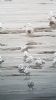 Caspian Gull at Hole Haven Creek (Neil Chambers) (45606 bytes)