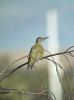 Green Woodpecker at South Fambridge (Paul Baker) (41006 bytes)