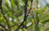 Southern Migrant Hawker at West Canvey Marsh (RSPB) (Max Hellicar) (54783 bytes)