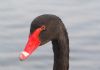 Black Swan at Gunners Park (Paul Griggs) (33642 bytes)
