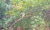 Redstart at Gunners Park (Paul Griggs) (54567 bytes)