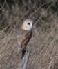 Barn Owl at Lower Raypits (Jeff Delve) (81292 bytes)