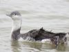 Red-throated Diver at Canvey Point (Terry Blackwell) (56506 bytes)