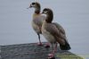 Egyptian Goose at Shoeburyness Park (Richard Howard) (81962 bytes)