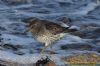 Purple Sandpiper at Canvey Point (Richard Howard) (94789 bytes)