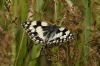 Marbled White at Bowers Marsh (RSPB) (Richard Howard) (71962 bytes)