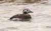 Long-tailed Duck at Wallasea Island (RSPB) (Jeff Delve) (51392 bytes) Long-tailed Duck at Wallasea Island (RSPB) (Jeff Delve) (51392 bytes)