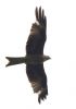 Red Kite at Wat Tyler Country Park (Tim Bourne) (20483 bytes)