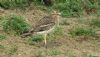 Stone Curlew at Lower Raypits (Steve Arlow) (95081 bytes)