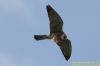 Red-footed Falcon at Vange Marsh (RSPB) (Richard Howard) (44377 bytes)