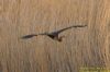 Purple Heron at Wat Tyler Country Park (Richard Howard) (102213 bytes)