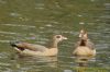 Egyptian Goose at Friars Park (Richard Howard) (121617 bytes)