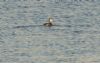 Slavonian Grebe at Gunners Park (Jeff Delve) (79043 bytes)