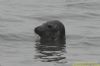 Grey Seal at Southend Pier (Richard Howard) (50442 bytes)