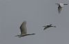 Great White Egret at Wallasea Island (RSPB) (Jeff Delve) (14263 bytes)