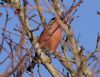 Bullfinch at Magnolia NR, Hawkwell (Vince Kinsler) (83174 bytes)