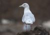 Glaucous Gull at Private site with no public access (Steve Arlow) (65844 bytes)