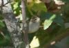 Yellow-browed Warbler at Gunners Park (Jeff Delve) (65227 bytes)