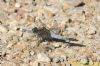 Black-tailed Skimmer at Bowers Marsh (RSPB) (Richard Howard) (95672 bytes)