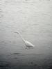 Great White Egret at Paglesham Lagoon (Matt Bruty) (51360 bytes)