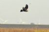 Hen Harrier at Wallasea Island (RSPB) (Richard Howard) (40633 bytes)