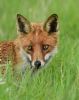 Red Fox at Bowers Marsh (RSPB) (Graham Oakes) (85558 bytes)